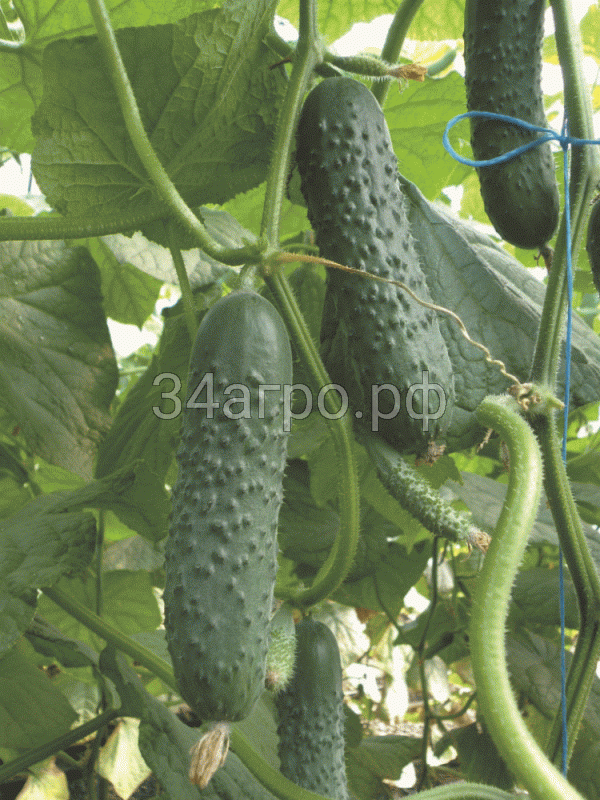 Огурец Борисыч F1 10 гр.