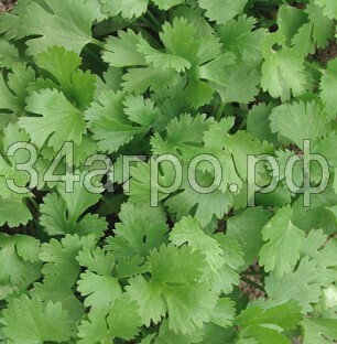 Кориандр Таниде 50 гр