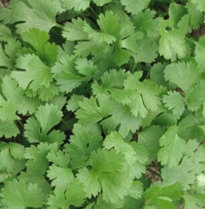 Кориандр Таниде 50 гр