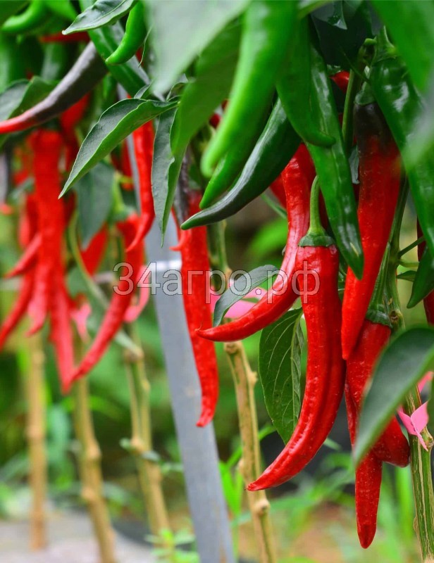 Перец острый (тип чили) Кайзер F1 100 семян