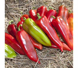 Перец сладкий Шинако (KS 2458) F1 50 семян