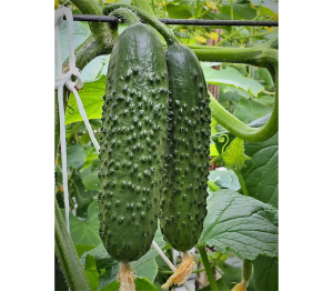 Огурец Северин F1 1000 семян