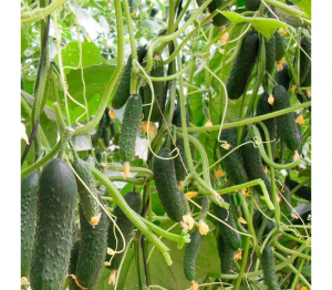 Огурец Северин F1 25 семян