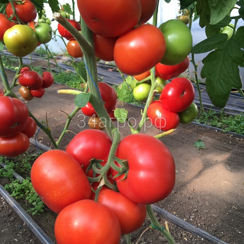 Томат Рестлер F1 1000 семян