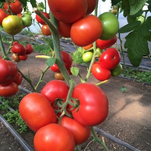 Томат Рестлер F1 100 семян