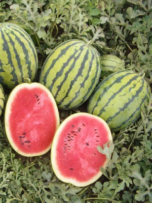 Арбуз Бедуин F1 25 семян