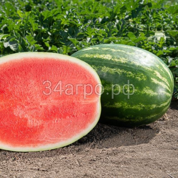 Арбуз Сармат F1 50 семян