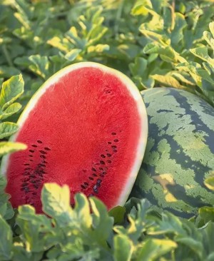 Арбуз ТамТам F1 50 семян