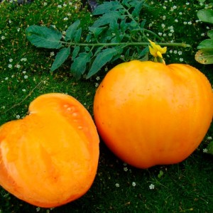 Томат Медовый плод 50 гр.