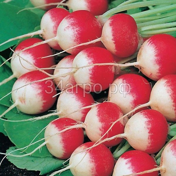 Редис Маяк 50 гр.