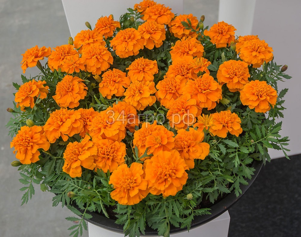 Бархатцы отклоненные Чика Оранж 100 семян