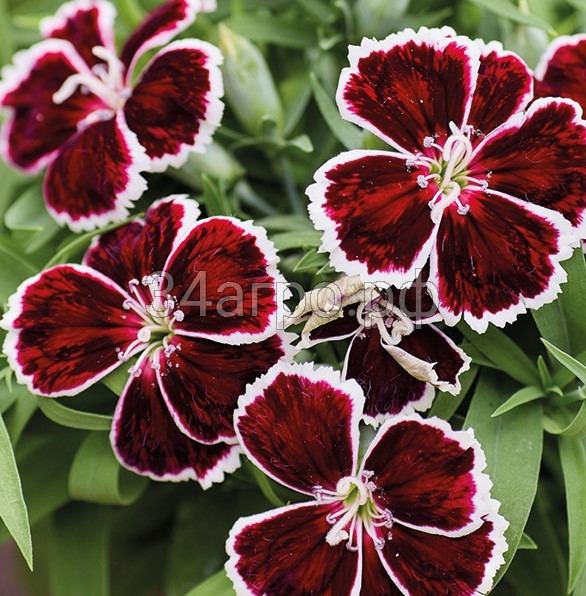 Гвоздика Диана Кримсон Биколор 100 семян