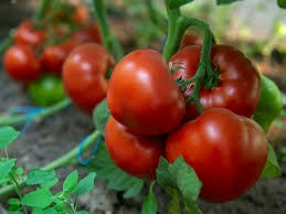 Томат Агилис F1 50 семян ENZA ZADEN