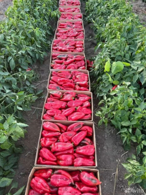 Перец Слоновье Ухо 5гр