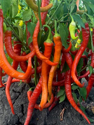 Перец Бараний Рог 100 гр